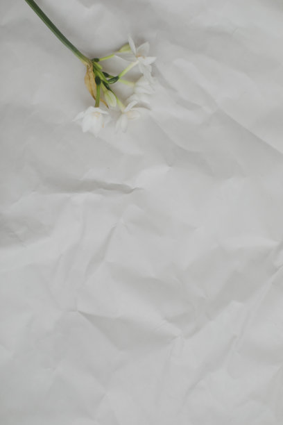 水仙花，水仙花在白色的背景上春天的花朵图片下载