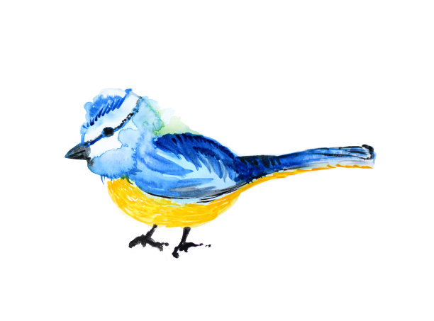 插图蓝色山雀水彩画图像蓝色和黄色雀形目鸟白色背景的鹧鸪科图片下载