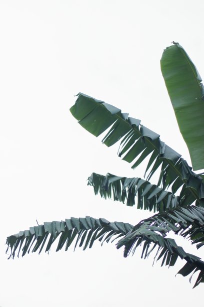 绿色的芭蕉叶映衬着白色的天空图片下载