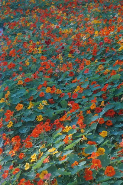 旱金莲。纹理图案在橙-绿色色调。图片下载