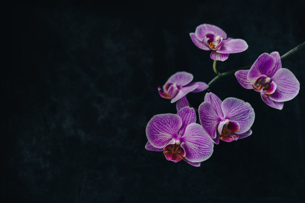 紫色兰花花在黑暗模糊的背景与文字空间图片下载