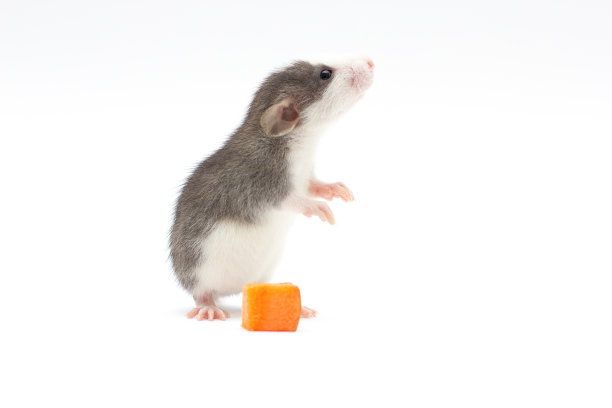 装饰鼠Dumbo在白色孤立的背景上吃坚果。啮齿动物在家里。图片下载