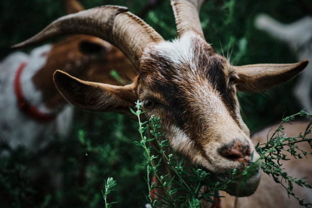 一个享受夏天散步的山羊的肖像。图片下载