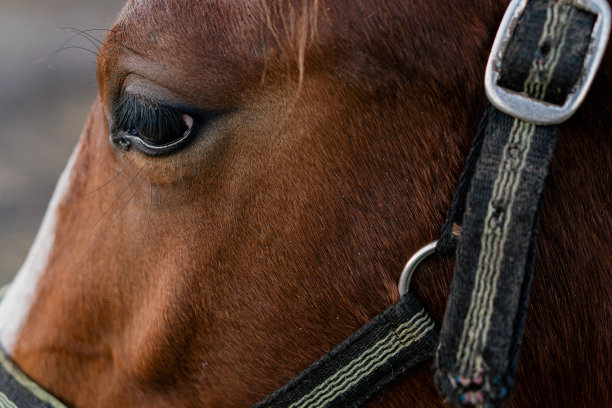 的眼睛。马的眼睛。微距摄影。图片下载
