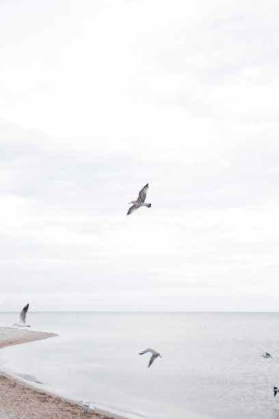 海鸥在海上的天空中飞翔。天空中的鸟儿。抽象模糊的照片。壁纸图片下载