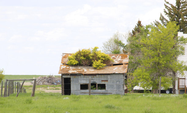 景观图片，一棵树从一个废弃的房子的屋顶上长出来。图片下载