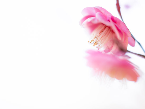 plum blossom（红梅）图片下载