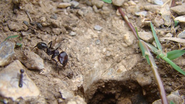 蚂蚁在自然栖息地工作，蚁穴入口处的蚂蚁，土壤纹理，土块、沙子和小石头，微距照片图片下载