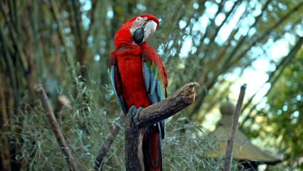 鹦鹉长着红色和绿色的羽毛，栖息在绿色的草地上图片下载
