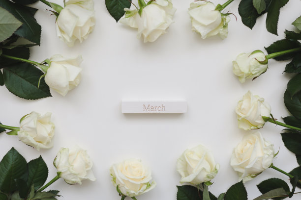 3月8日，妇女日背景与白玫瑰和白色背景上的文字顶部视图的地方图片下载