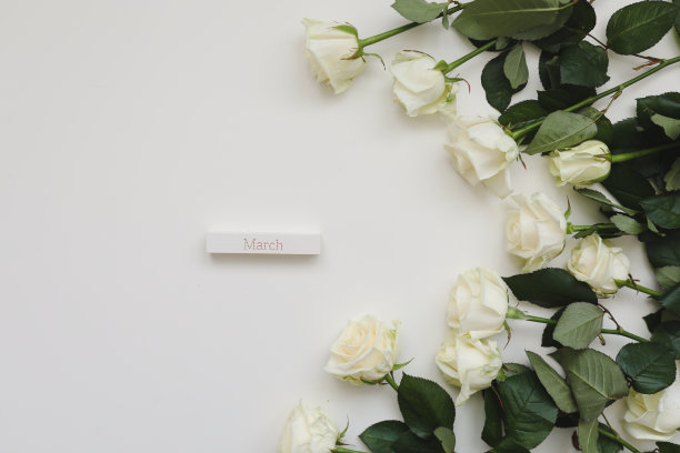 3月8日，妇女日背景与白玫瑰和白色背景上的文字顶部视图的地方图片下载