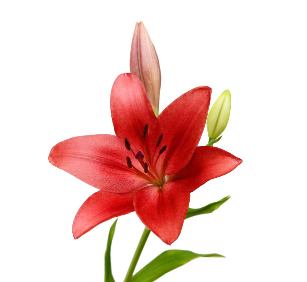 美丽的百合花孤立在白色上图片下载