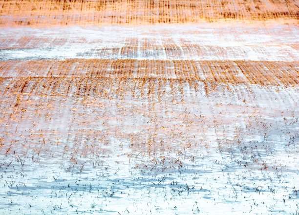 金色的晚霞照在一大片白雪覆盖的玉米田上图片下载