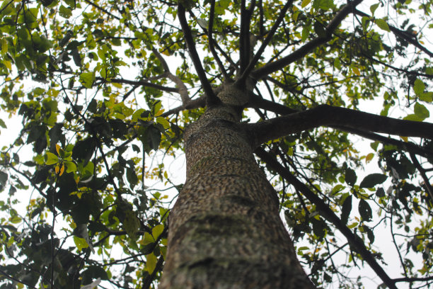 在树林中仰视一棵带有散景背景的树干图片下载