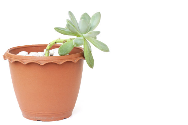 石莲花仙人掌或肉质植物在棕色塑料容器孤立在白色背景。图片下载