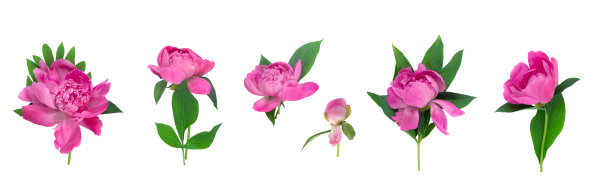 白色背景下的一组牡丹花：适用于贺卡或请柬图片下载