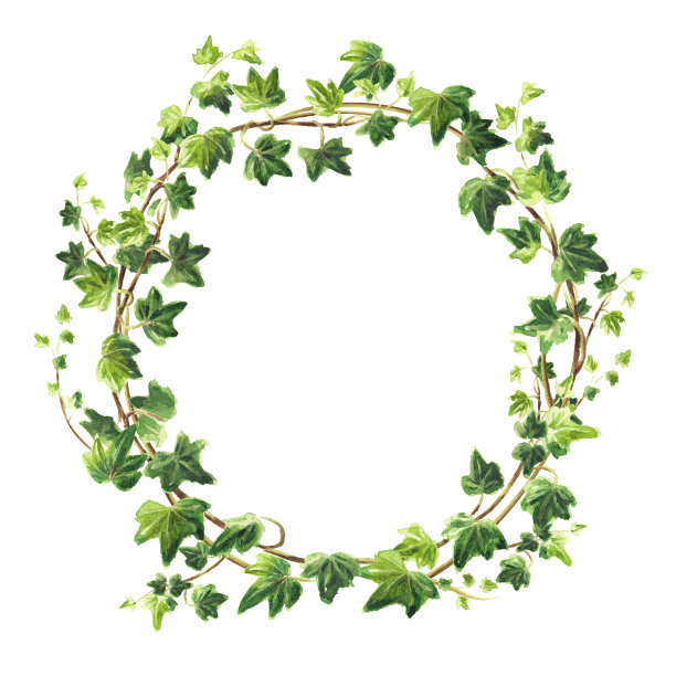 常春藤枝带叶架，花圈。手绘水彩插图孤立在白色背景上图片下载