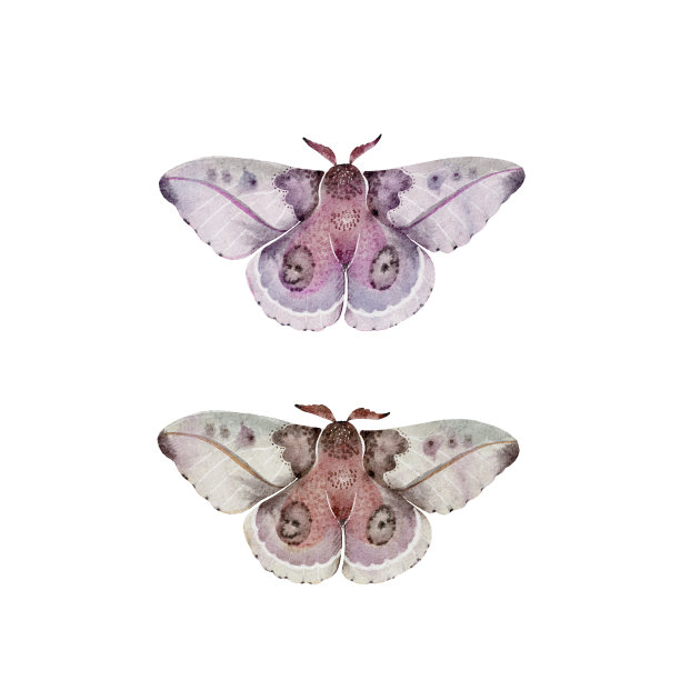 一套多色夜间蝴蝶在白色背景特写，水彩手绘插图。图片下载