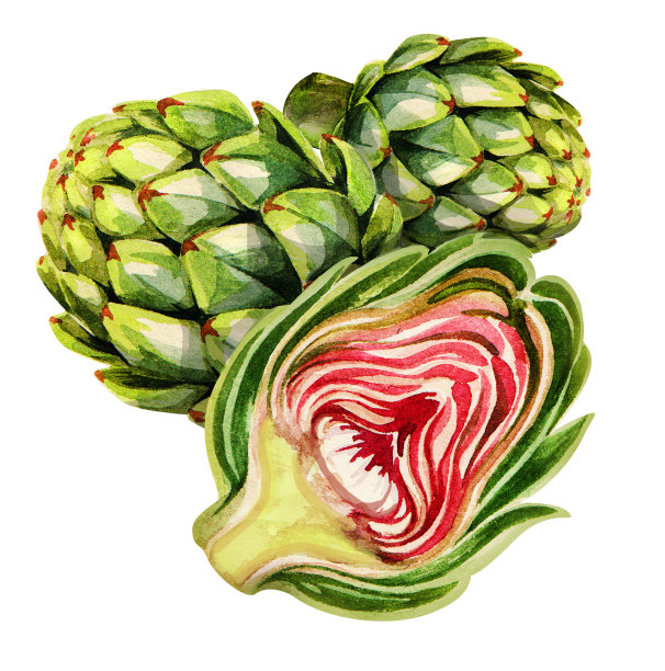 洋蓟。手画水彩。可用于明信片、贴纸、百科全书、菜单、菜肴配料。标签、封面、印刷品的风格设计。图片下载