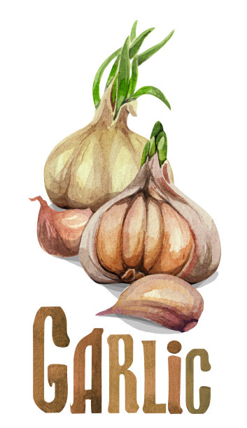 大蒜。手画水彩。可用于明信片、贴纸、百科全书、菜单、菜肴配料。标签、封面、印刷品的风格设计。图片下载