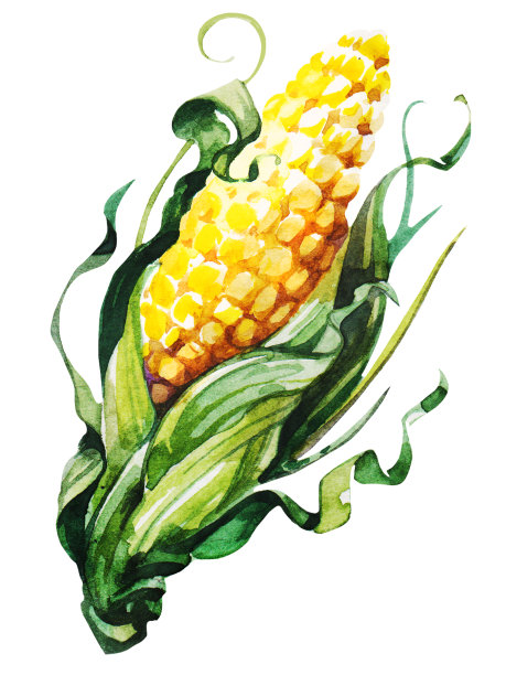 玉米。手画水彩。可用于明信片、贴纸、百科全书、菜单、菜肴配料。标签、封面、印刷品的风格设计。图片下载