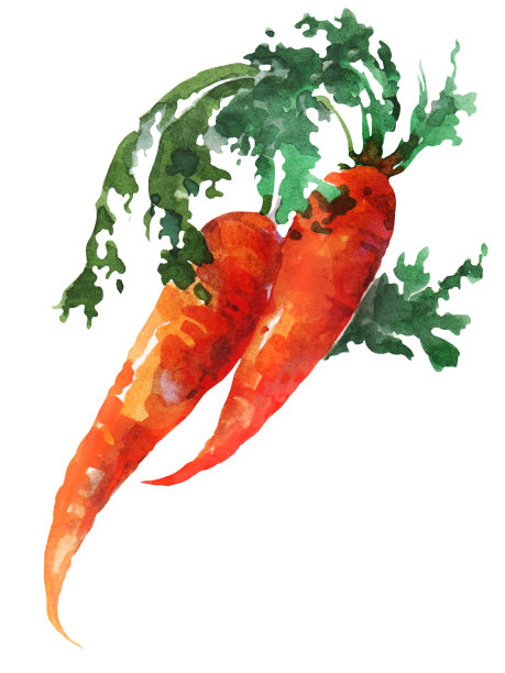 胡萝卜。手画水彩。可用于明信片、贴纸、百科全书、菜单、菜肴配料。标签、封面、印刷品的风格设计。图片下载