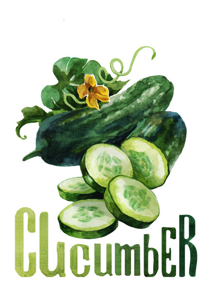 黄瓜。手画水彩。可用于明信片、贴纸、百科全书、菜单、菜肴配料。标签、封面、印刷品的风格设计。图片下载