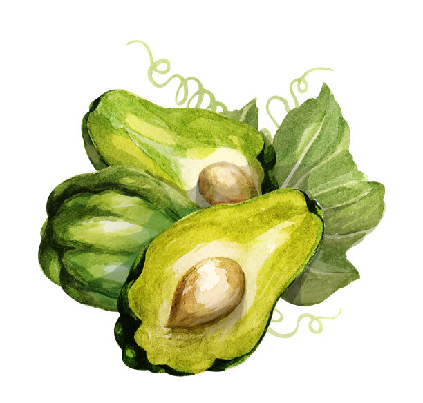 佛手瓜。手画水彩。可用于明信片、贴纸、百科全书、菜单、菜肴配料。标签、封面、印刷品的风格设计。图片下载