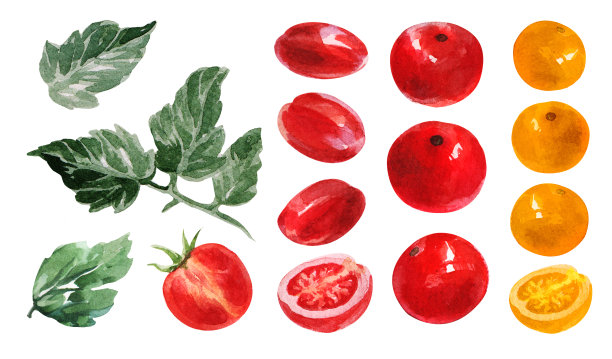 樱桃番茄。手画水彩。可用于明信片、贴纸、百科全书、菜单、菜肴配料。标签、封面、印刷品的风格设计。图片下载