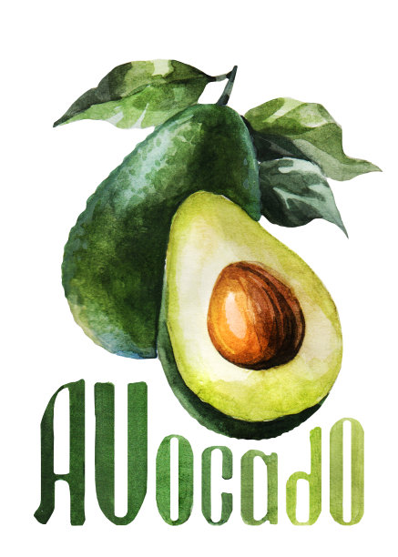 鳄梨。手画水彩。可用于明信片、贴纸、百科全书、菜单、菜肴配料。标签、封面、印刷品的风格设计。图片下载