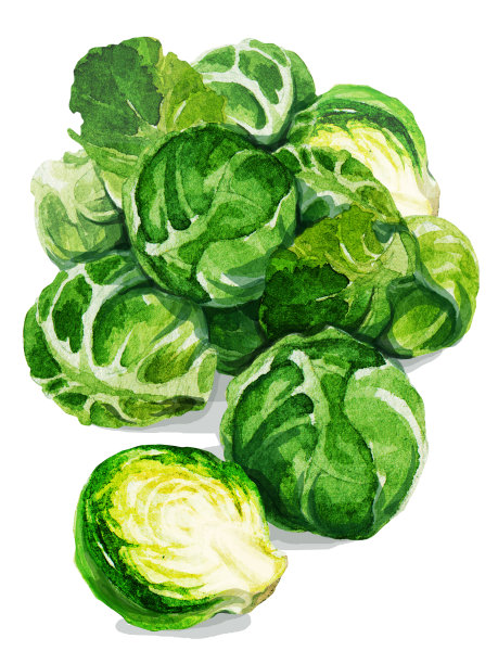 球芽甘蓝。手画水彩。可用于明信片、贴纸、百科全书、菜单、菜肴配料。标签、封面、印刷品的风格设计。图片下载