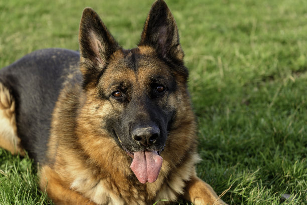 这是一只德国牧羊犬的特写照片，它像狮身人面像一样躺在草地上，平静、放松、休息，嘴巴半开，舌头半露，目光平静而专注地盯着相机，充满期待和专注。图片下载
