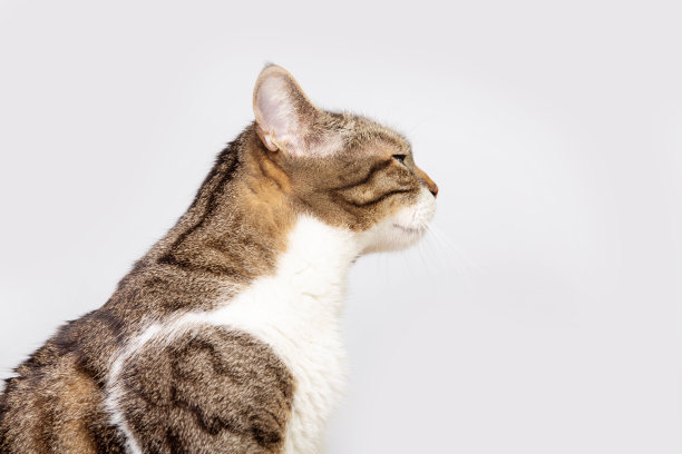 侧面观察有趣的好奇条纹猫的特写侧面肖像看着专心孤立在灰色墙壁背景与复制空间。图片下载