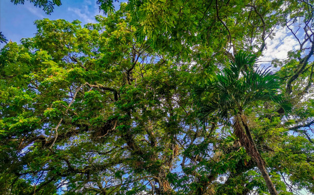 绿叶之美图片下载