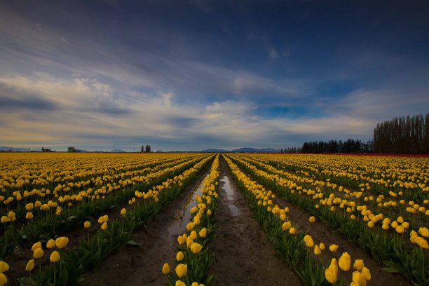 华盛顿的郁金香节图片下载