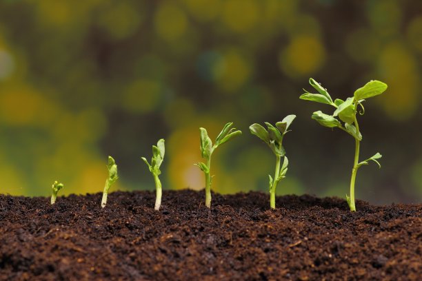 新的豌豆种子在土壤中生长图片下载