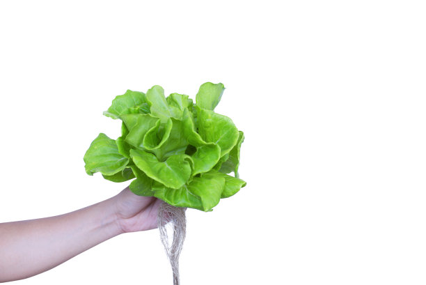 农民持有水培蔬菜在白色或孤立的背景，文本复制空间。图片下载