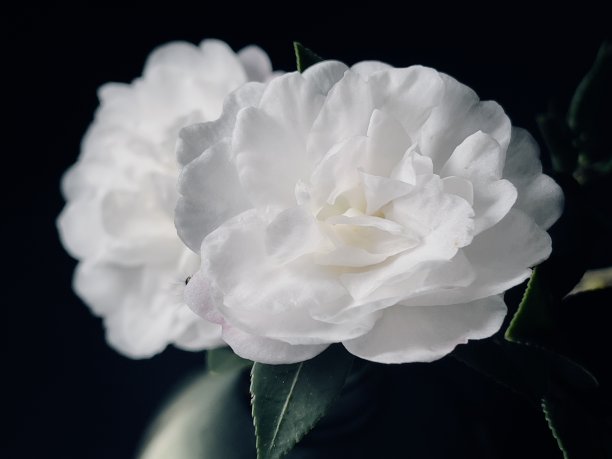 白色山茶花孤立在黑色背景特写图片下载
