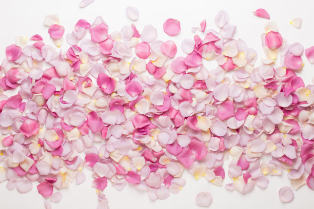 粉红色的玫瑰花瓣在白色的背景。平躺，顶视图，复制空间。图片下载