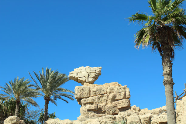 岩石和棕榈树的特写景观图片下载