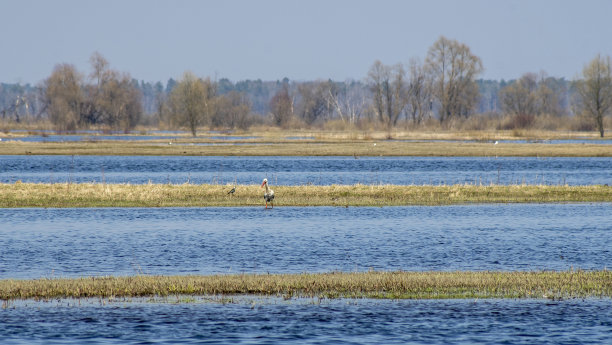 阳光明媚的一天，在平静的河流上与鸟儿在春天。宁静的生态环境美。图片下载