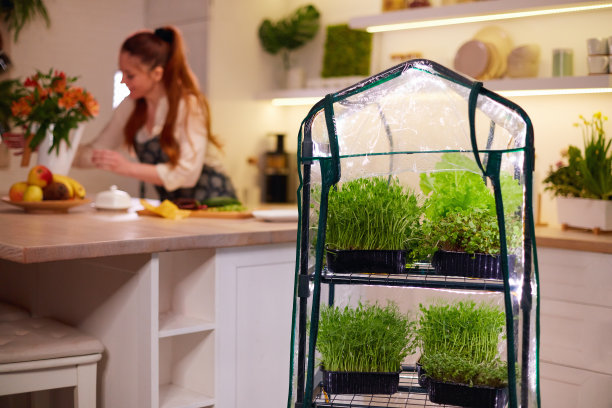 有机食品种植，家庭厨房园艺，微绿芽温室图片下载