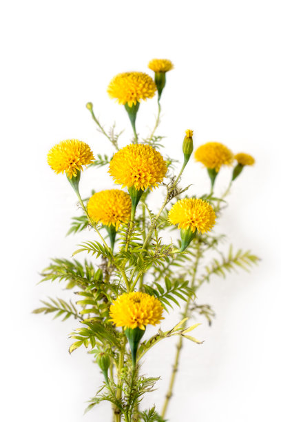 一束金盏花，孤立在白色背景上图片下载