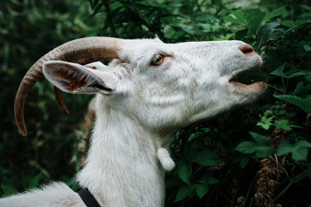 白色山羊在茂盛的绿色灌木上吃草的肖像。图片下载
