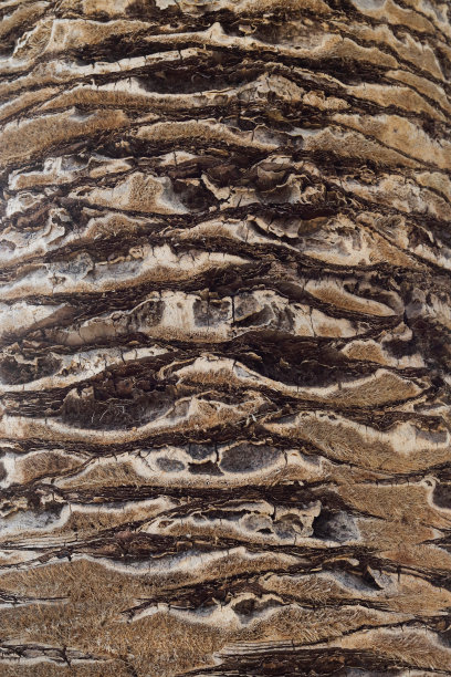 背景图案的棕榈树树干细节。老热带棕榈树的裂开的树皮。棕榈树背景纹理图案的上部树干细节。图片下载