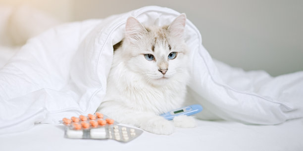 在新冠病毒感染大流行期间，猫躺在床上，盖着毯子，用温度计测量温度图片下载