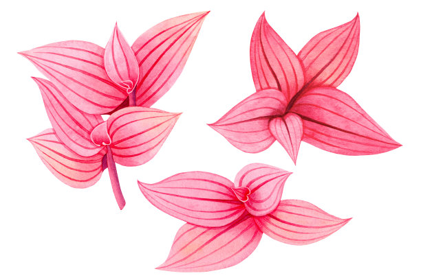 水彩画树五彩缤纷的热带绿色，粉红色的叶子孤立的背景。水彩手绘插图热带异国情调的树叶印花壁纸，纺织品夏威夷阿罗哈夏季风格。图片下载