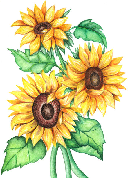 手绘的一束向日葵的水彩插图图片下载