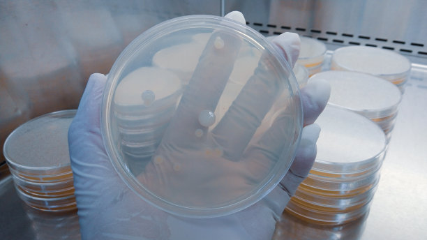 近距离拍摄，在微生物实验室的层流或BSC类II柜中手持培养皿。图片下载