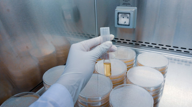 特写镜头:一名细菌学家在实验室里拿着试管检查抗生素。图片下载